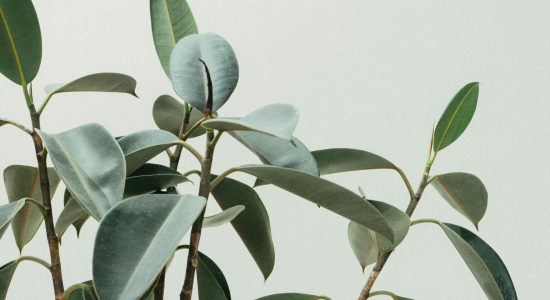 Elegant close-up of rubber plant leaves in a minimalist and natural composition.